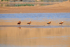 Layoune / El Aaiun, Saguia el-Hamra, Western Sahara: red ducks - Oued Saqui el-Hamra - photo by M.Torres