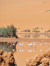 Layoune / El Aaiun, Saguia el-Hamra, Western Sahara: flamingos and red dunes - Oued Saqui el-Hamra - photo by M.Torres