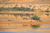 Layoune / El Aaiun, Saguia el-Hamra, Western Sahara: island of goats in the Oued Saqui el-Hamra - photo by M.Torres