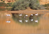 Layoune / El Aaiun, Saguia el-Hamra, Western Sahara: flamingos rest - Oued Saqui el-Hamra - photo by M.Torres