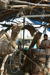 Zabid, Al Hudaydah governorate, Yemen: blindfolded camel powering an oil mill - photo by E.Andersen