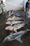 Al Hudaydah / Hodeida, Yemen: Sharks in the morning fish market - photo by J.Pemberton