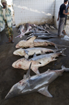 Al Hudaydah / Hodeida, Yemen: Sharks in the morning fish market - photo by J.Pemberton