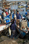 Al Hudaydah / Hodeida, Yemen: unloading morning catch at fish market -  Red Sea - photo by J.Pemberton