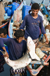 Al Hudaydah / Hodeida, Yemen: fishermen unloading shark for the morning fish market - photo by J.Pemberton