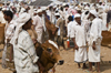 Bayt al-Faqih, Al Hudaydah governorate, Yemen: crowd with cattle at the weekly market - photo by J.Pemberton