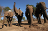 Masuwe, Matabeleland North province, Zimbabwe: elephants and mahouts - photo by R.Eime
