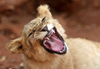Masuwe, Matabeleland North province, Zimbabwe: lion cub growling - photo by R.Eime