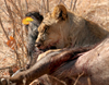 Masuwe, Matabeleland North province, Zimbabwe: a lion makes a kill - photo by R.Eime