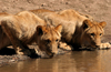 Zambezi National Park, Matabeleland North province, Zimbabwe: lions at a water hole - photo by R.Eime