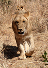 Masuwe, Matabeleland North province, Zimbabwe: lion hunting - photo by R.Eime