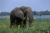 Zambezi River, Matabeleland North province, Zimbabwe: an African Elephant forages in the river shallows- Loxodonta Africana - photo by C.Lovell