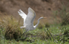 Zambezi River, Matabeleland North province, Zimbabwe: a Great Egret takes off along the river shores - Ardea alba - photo by C.Lovell
