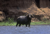 Zambezi River, Matabeleland North province, Zimbabwe: Cape Buffalo in the shallow waters of a side channel - Syncerus Caffer - African Buffalo - photo by C.Lovell