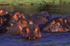 Zambezi River, Matabeleland North province, Zimbabwe: large pod of Hippos enjoying the river comfort - photo by C.Lovell