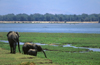 Matusadona National Park, Mashonaland West province, Zimbabwe: Elephants on the lake shore - Loxodonta Africana - photo by C.Lovell