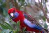 Australia - South Australia: Crimson Parrot - photo by G.Scheer
