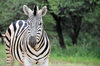 Gaborone Game Reserve, South-East District, Botswana: Burchell's Zebra, Equus quagga burchellii - the national animal of Botswana - photo by M.Torres