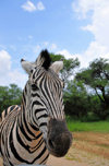 Gaborone Game Reserve, South-East District, Botswana: Burchell's Zebra - Plains Zebra - Common Zebra, Equus quagga burchellii - head view - ungulate - photo by M.Torres