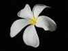 Fiji - Denarau Island: White Flower - Frangipani or Plumeria (photo by B.Cain)