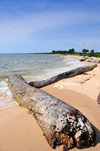 Domaine de Nyoni, Estuaire Province, Gabon: old logs on a tranquil tropical beach - photo by M.Torres