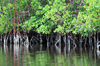 Gabon Estuary, Estuaire Province, Gabon: mangroves grow in the brackish water along the banks - Gabon River - Komo Estuary - photo by M.Torres