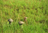 Wonga-Wongue reserve, Ogoou-Maritime, Gabon: termite hills look like mushrooms - photo by M.Torres