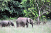 Wonga-Wongue reserve, Ogoou-Maritime, Gabon: elephants - mother and son - African Forest Elephant - Loxodonta cyclotis - photo by M.Torres