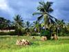 Grand Bassa County, Liberia, West Africa: Buchanan / UCN - termite mounds - photo by M.Sturges