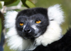 Madagascar - Lokobe Reserve: acutely endangered Black and White Ruffed Lemur (photo by Rod Eime)