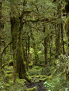29 New Zealand - South Island - Fiordland National Park - tree trunks covered in moss- Southland region (photo by M.Samper)