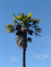 New Zealand - palm tree - photo by Air West Coast
