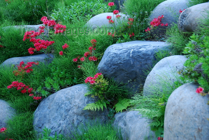 Ulleungdo Island North Gyeongsang Province Korea Red Flower Rock Koreas78 Ulleungdo Island North Gyeongsang Province Korea Red Flower Rock Garden