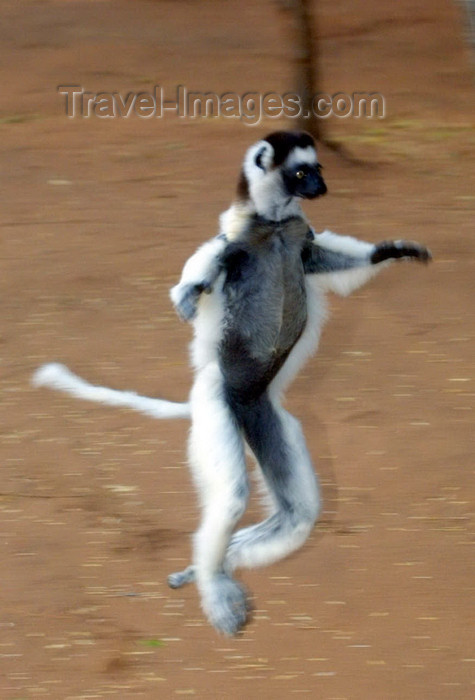 madagascar21: Berenty reserve, near Fort-Dauphin, Toliara province, Madagascar: Verreaux's Sifakamoves comically across open ground - Propithecus verreauxi verreauxi - photo by R.Eime - (c) Travel-Images.com - Stock Photography agency - Image Bank