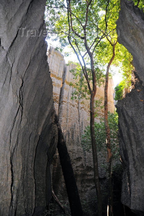 madagascar299: Tsingy de Bemaraha National Park, Mahajanga province, Madagascar: narrow canyon - trees reach for light - UNESCO World Heritage Site - photo by M.Torres - (c) Travel-Images.com - Stock Photography agency - Image Bank