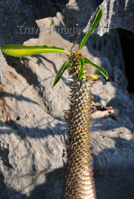 madagascar322: Tsingy de Bemaraha National Park, Mahajanga province, Madagascar: Pachypodium lamerei with leaves and spines - succulent plant - UNESCO World Heritage Site - photo by M.Torres - (c) Travel-Images.com - Stock Photography agency - Image Bank