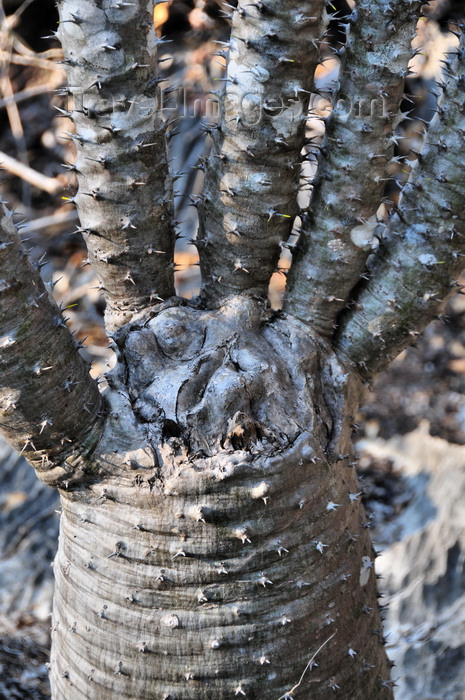 madagascar327: Tsingy de Bemaraha National Park, Mahajanga province, Madagascar: hand shaped pachypodium - pachycaul, spinescence - xeric plant - UNESCO World Heritage Site - photo by M.Torres - (c) Travel-Images.com - Stock Photography agency - Image Bank