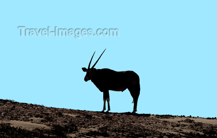 Namibia Oryx in Silhouette,Skeleton Coast (photo by B.Cain)