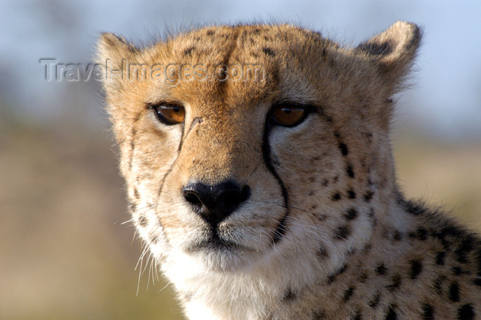 South Africa - Cheetah close-up, Singita - African safari - wildlife (photo by B.Cain)