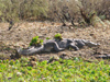 Senegal - Djoudj National Bird Sanctuary: crocodile - photo by G.Frysinger